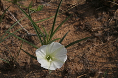 Ipomoea simplex