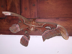Attacus taprobanis