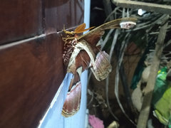 Attacus taprobanis