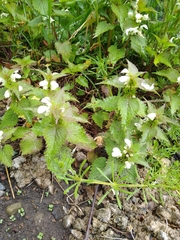 Lamium album