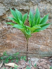 Amorphophallus sylvaticus