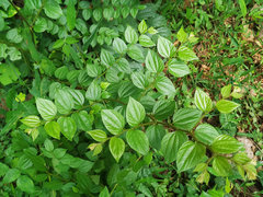 Ziziphus oenopolia