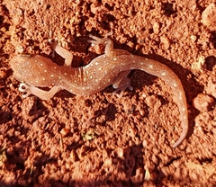 Diplodactylidae