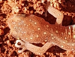 Diplodactylidae
