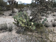 Opuntia engelmannii engelmannii