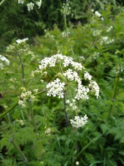 Anthriscus sylvestris
