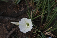Ipomoea simplex
