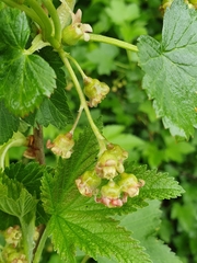 Ribes spicatum