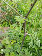 Anthriscus sylvestris