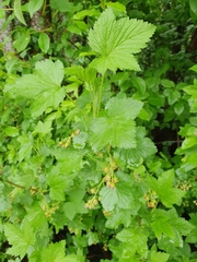 Ribes spicatum