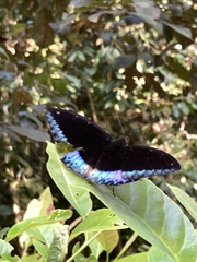 Lexias pardalis dirteana