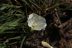 Ipomoea simplex