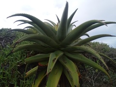 Aloe thraskii