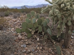 Opuntia confusa
