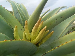 Aloe thraskii