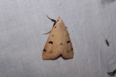 Scolecocampa atriluna