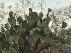 Opuntia engelmannii engelmannii