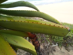 Aloe thraskii
