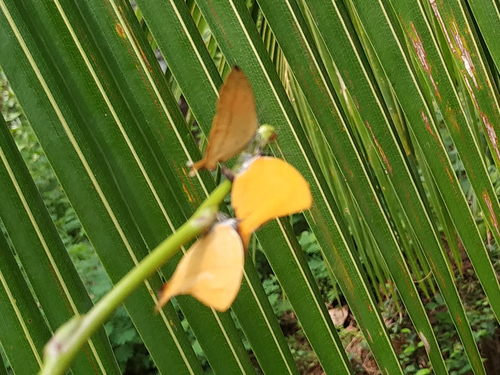 Common Yamfly photo 4