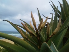 Aloe thraskii