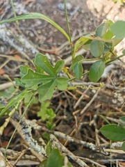 Kedrostis nana
