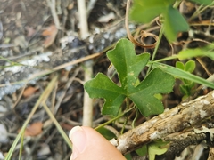 Kedrostis nana