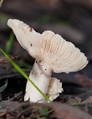 Russula marangania