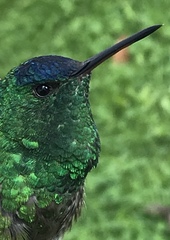 Saucerottia cyanifrons