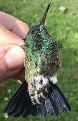 Saucerottia cyanifrons