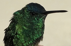 Saucerottia cyanifrons