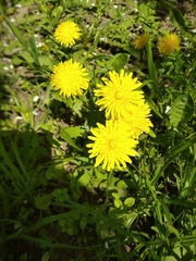 Taraxacum officinale