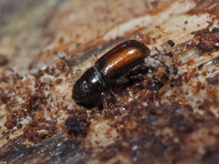 Pityogenes chalcographus