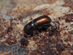Pityogenes chalcographus