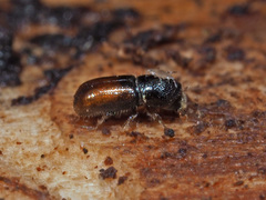 Pityogenes chalcographus