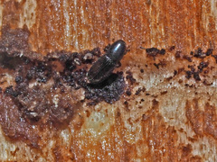 Crypturgus hispidulus