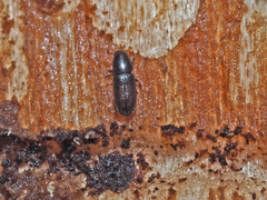 Crypturgus hispidulus