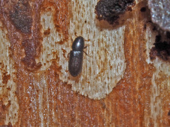 Crypturgus hispidulus