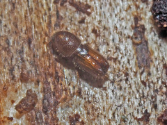 Pityogenes chalcographus