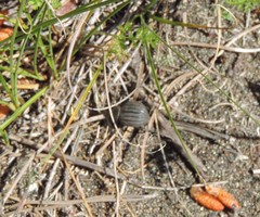 Pimelia bipunctata papii