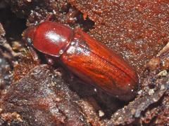 Corticeus longulus