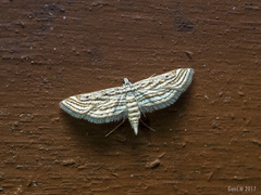 Parapoynx fluctuosalis