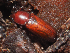 Corticeus longulus