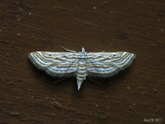 Parapoynx fluctuosalis