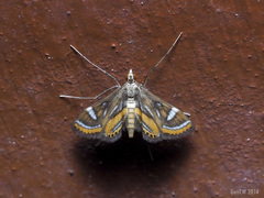 Strepsinoma croesusalis