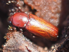 Corticeus longulus