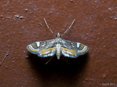 Strepsinoma croesusalis
