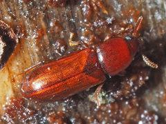 Corticeus longulus