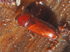 Corticeus longulus