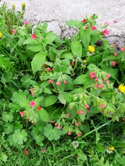 Pulmonaria rubra