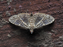 Glyphodes